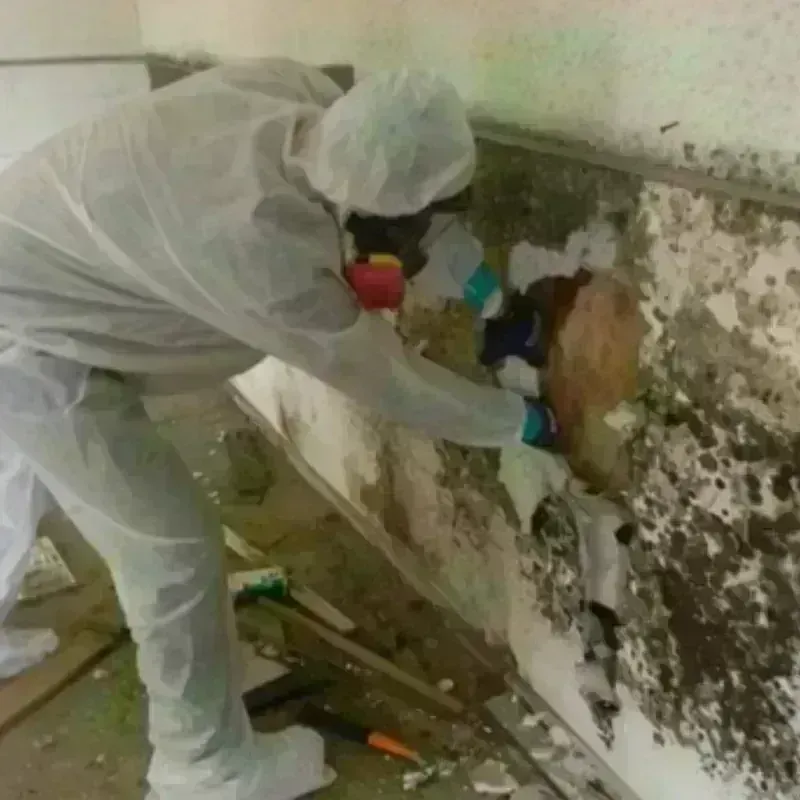 Mold Remediation and Removal in Pulaski, WI